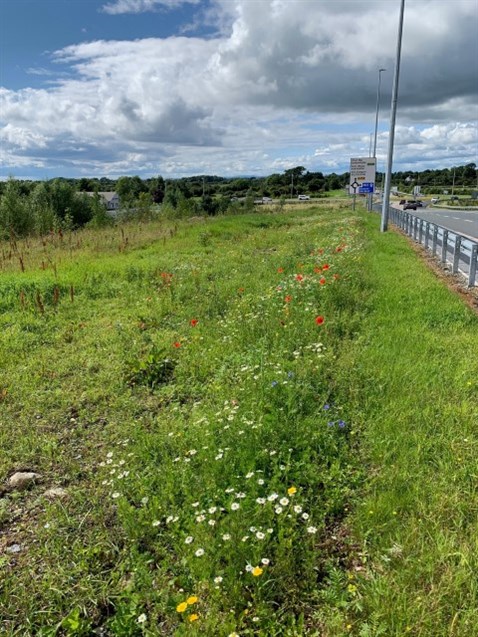 Junction 17 Kiltiernan - Wild Flower Growth (18.07.2023) (1) (002)