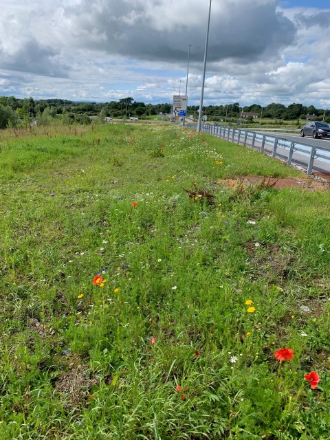 Junction 17 Kiltiernan - Wild Flower Growth (18.07.2023) (2) (002)