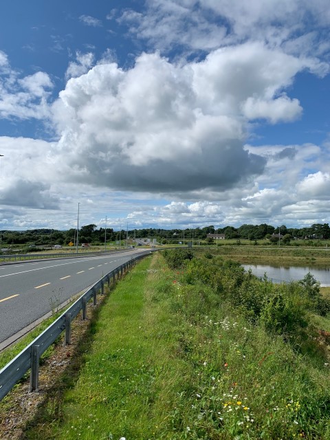 Junction 17 Kiltiernan - Wild Flower Growth (18.07.2023) (3) (002)